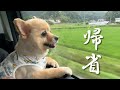 実家に帰れるのが嬉しくて愛犬がこうなりました…笑