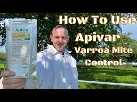 چگونه از Apivar برای درمان کنه های واروآ زنبورهای خود استفاده کنید
