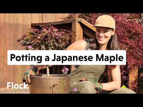 Video: Japanese Maple Tree Facts - Haba ng Japanese Maple Trees