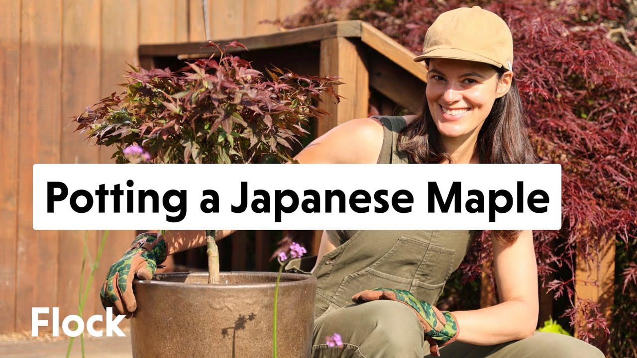 Planting a JAPANESE MAPLE in a CONTAINER — Ep. 108