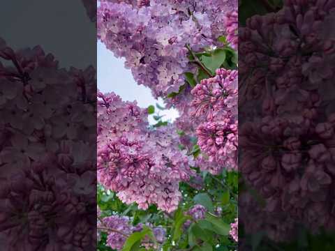🌸Весна 🌷🤗 #природа #цветы #весна #nature #красота #релакс