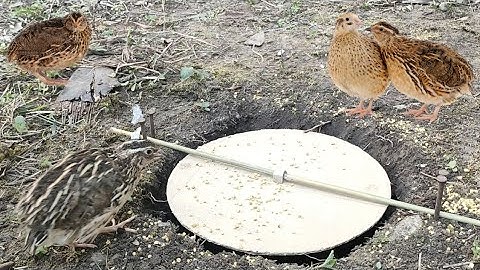 Easy Unique Underground Quail Bird Trap Using Paper Box And Deep Hole - Simple Quail Trap Work 100%