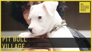 Where Pit Bulls Are Saved, Loved and Redeemed // 60 Second Docs