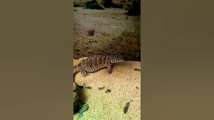 Uromastyx Defensive Posture