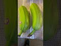 Hawaiian plantain#food#plantains#foryoupage