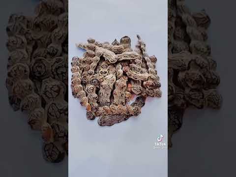 فوائد القرض ثمار شجرة السنط