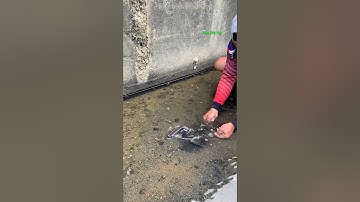 Cá Lớn - bắt Cá Rô Phi ẩn nấp dưới cát 🤩 #khacthuyvlogg