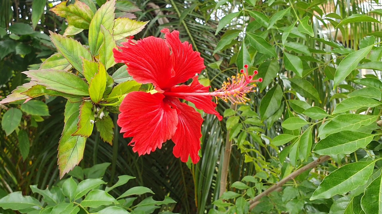Red Hibiscus