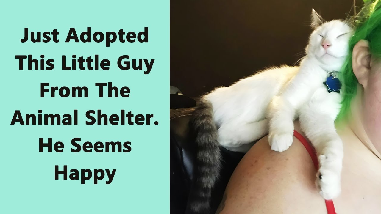 50 Heartwarming Rescue Pet Photos That Will Brighten Your Month - YouTube