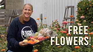 I'm Saving Seeds for FREE Flowers Next Year!