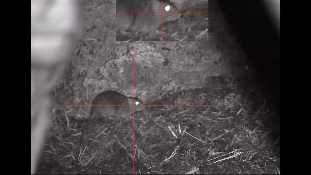 5000 Rats We have now passed the 5000 mark for rats this year - YouTube