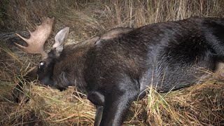Wigwascence (5 day moose hunt)