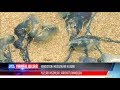 Yangiliklar | Hindistondagi dam olish maskanlarida meduzalar insonlarga hujum qilmoqda [15.08.2018]