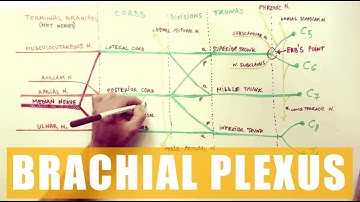 BRACHIAL PLEXUS - Anatomy Tutorial