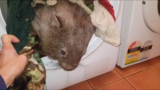 Wombat Hazel takes a tumble....literally!