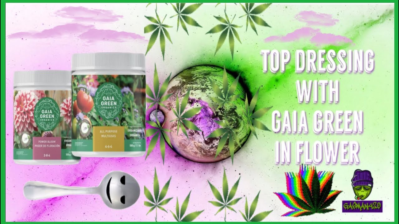How To Top Dress Cannabis in Flower With Gaia Green Recharge YouTube