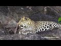 beautiful leopard resting on a rock