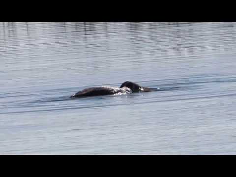 Common Loon Eating Fish