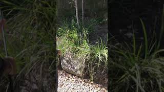 Big carpet python in Brisbane