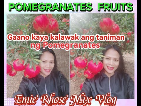 #OCT.30,2023 HARVEST TIME OF #POMEGRANATES FRUITS THOUSANDS OF #POMEGRANATES TREES