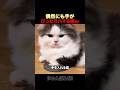 手がハマる場所を見つけた猫ｗｗ