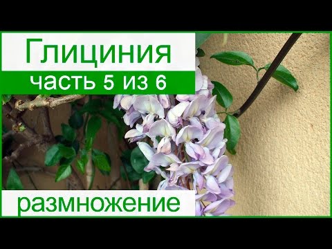 💮 Размножение глицинии отводками, обрезка глицинии