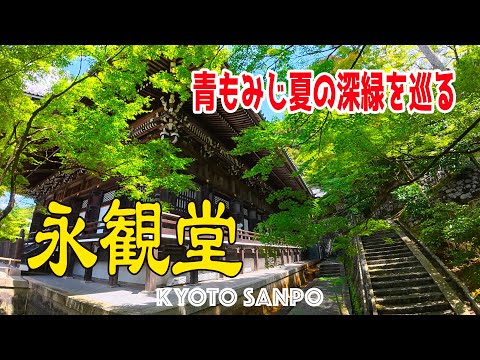 2025/8/22 夏の日差しと『永観堂』青もみじが織りなす深緑の清々しい