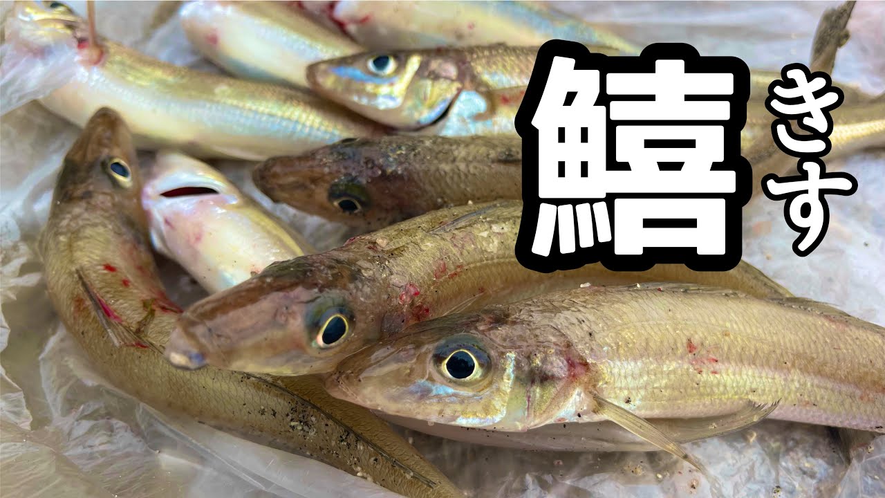 【キス釣り】この時期は安定してないから投げてみないと分からない