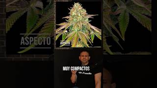 Wedding Cake: Aspecto, cultivo y curiosidades de esta genética resinosa