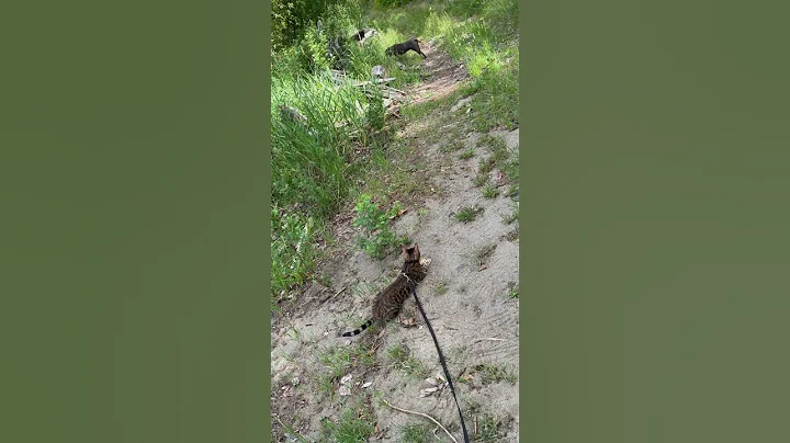 Video 9933151: kitten american, bengalcat kitten, bengal kitten