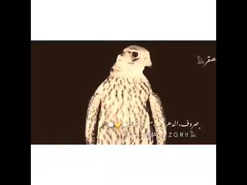 حالات وتس ميحد حمد تقول الدار لاتبكي بحسره