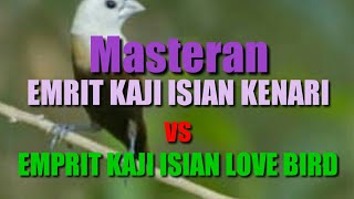 Masteran EMPRIT KAJI ISIAN KENARI VS EMPRIT KAJI ISIAN LOVE BIRD, emprit kaji gacor