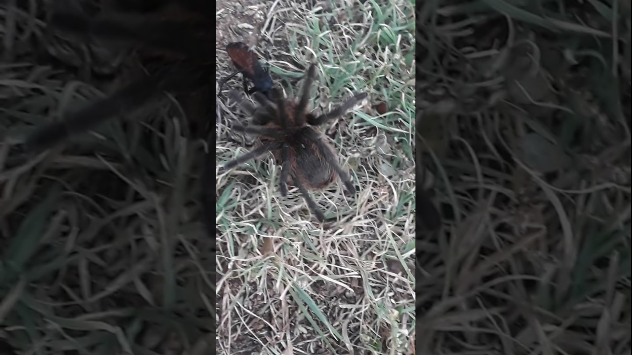 The Tarantula | Beautiful Arachnid | Essence Of Nature | The Giant Spider | Nature Lover Spenta