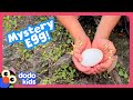 What kind of baby animal is in this egg  dodo kids  rescued