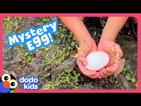 What Kind Of Baby Animal Is In This Egg? | Dodo Kids | Rescued!