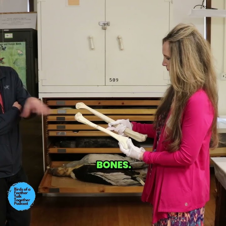 Pelican bone vs. ostrich bone… which one is shockingly light? 😲🦢🦴🦤