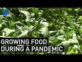 LA ‘Gangsta Gardener’ Explains How to Grow Food During Pandemic | NBCLA