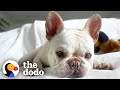 My French Bulldog Is A Thief and Keeps Stealing Our Loofahs [Advertiser Content From Blue Buffalo]