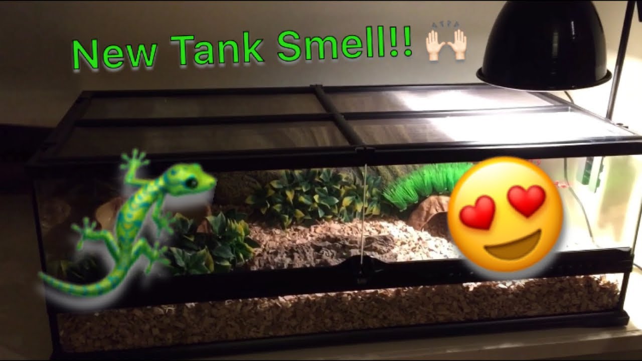 Setting up a Blue Tongue Skink Enclosure YouTube