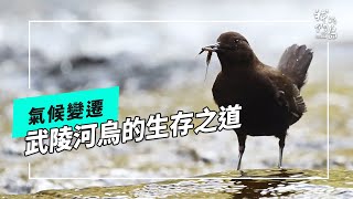 武陵河烏啟示氣候變遷對物種影響的長期監測(我們的島 第1255集 20240513)