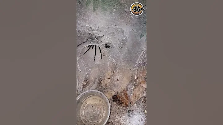 5" (13 cm) Curtain Web Spider on the Hunt #short