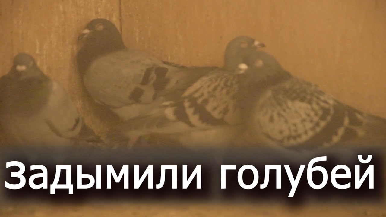 ЛЕЧЕБНЫЙ ДЫМ.НАШЁЛ И ПРИМЕНИЛ.