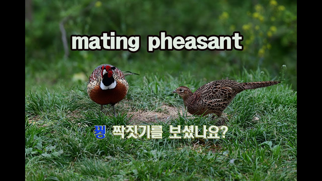 꿩 짝짓기❤