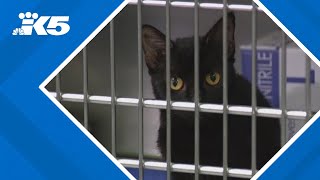 Pierce County woman charged with 11 counts of animal cruelty for hoarding cats in a U-Haul