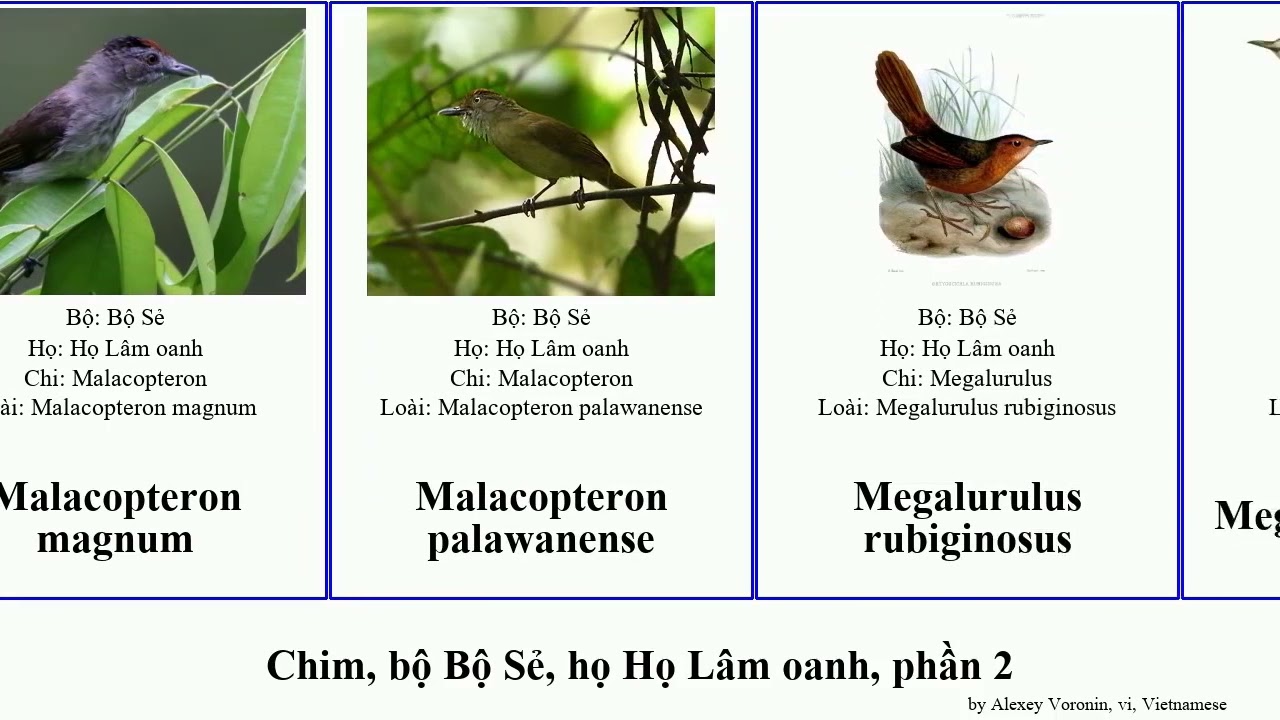 Chim, bộ Bộ Sẻ, họ Họ Lâm oanh, phần 2 khướu dẹt megalurus pomatorhinus paradoxornis malacopteron