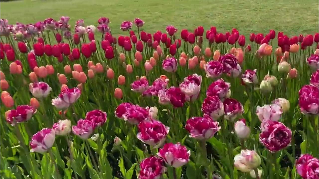 Festival de tulipanes en Washington parte 2 YouTube