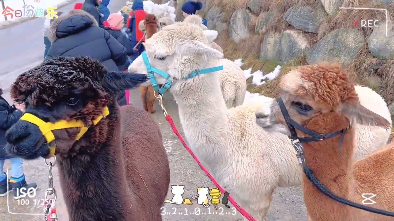 Alpaca trekking 🦙🏔️♥️ 