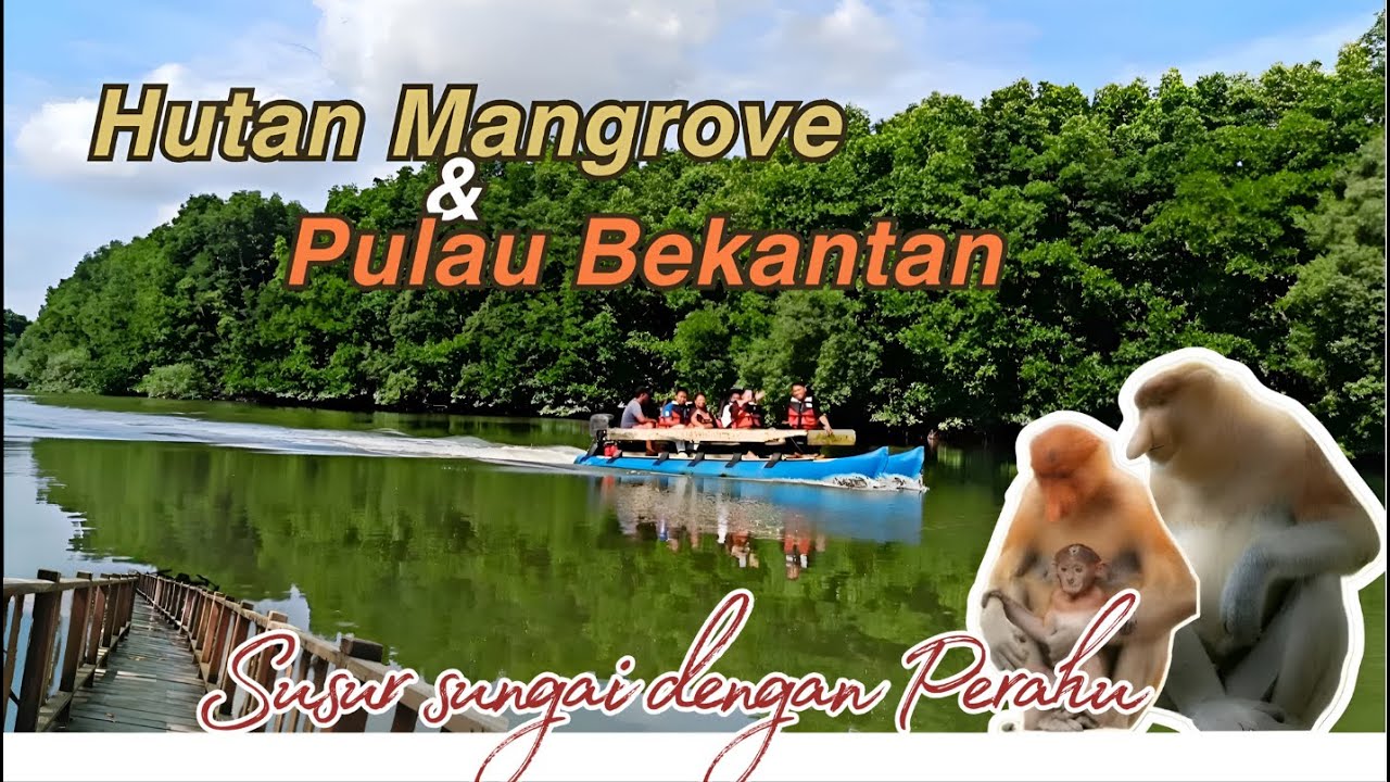 Hutan Mangrove & Pulau Bekantan ‼️ Mangrove Centre Balikpapan