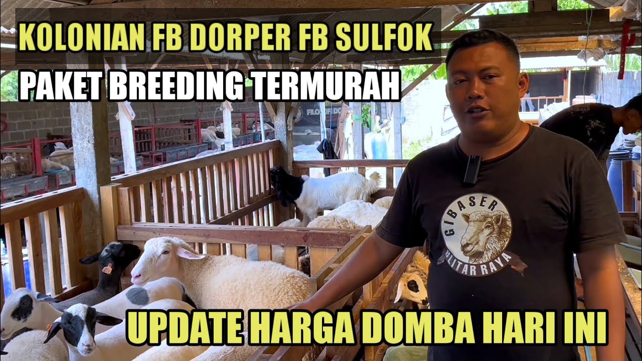 HARGA DOMBA TERBARU PAKET BREEDING TERMURAH KOLONIAN FB DORPER FB SULFOK DI FILOSOFI DOMBA FARM