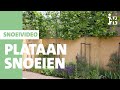 Intratuin - Plataan snoeien